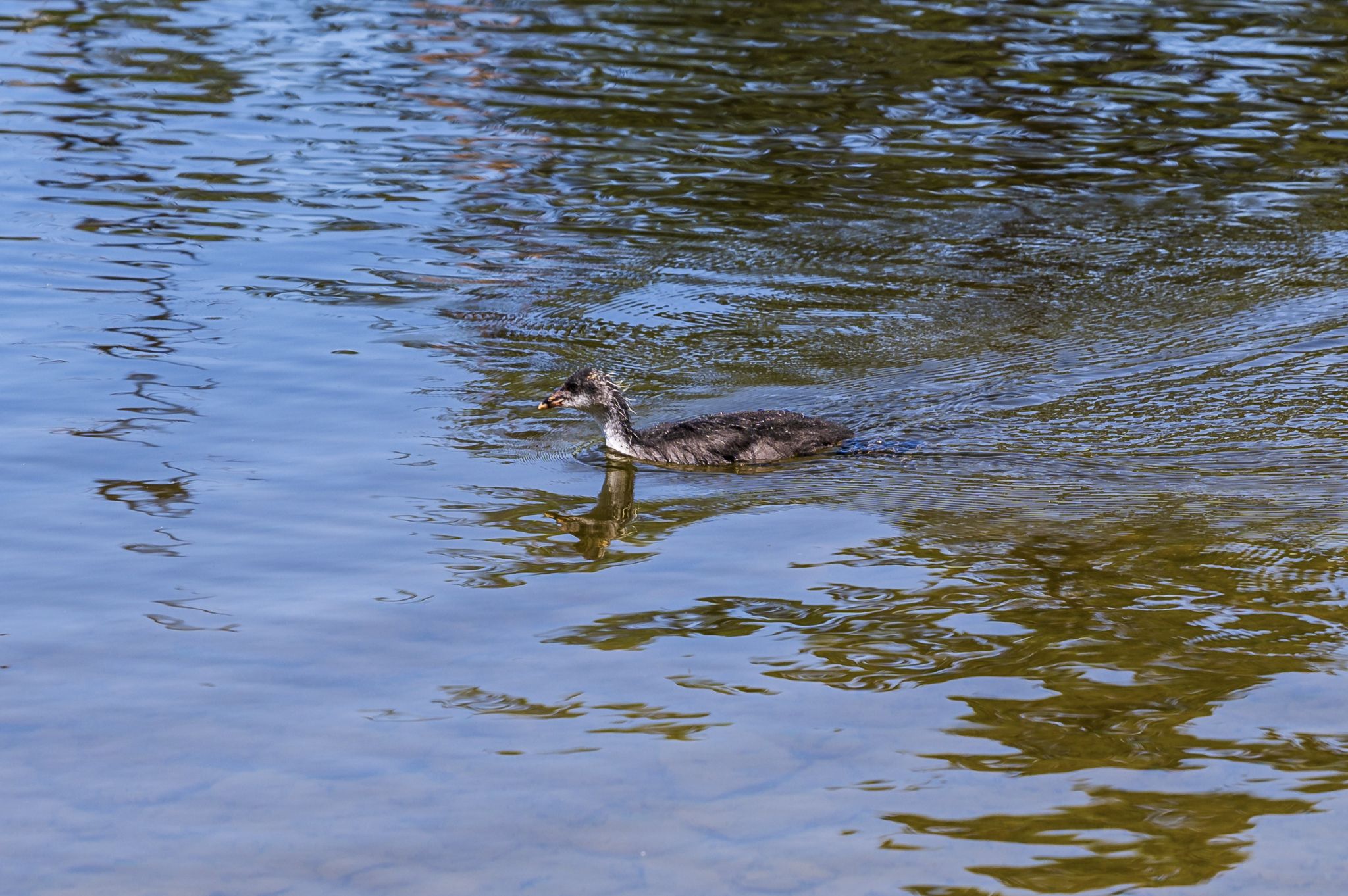 Kajaktour Staffelsee 12.06.22